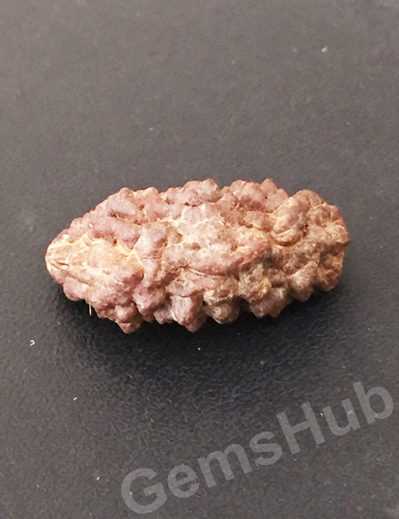 1 Face/Mukhi Certified Rudraksha Premium Quality